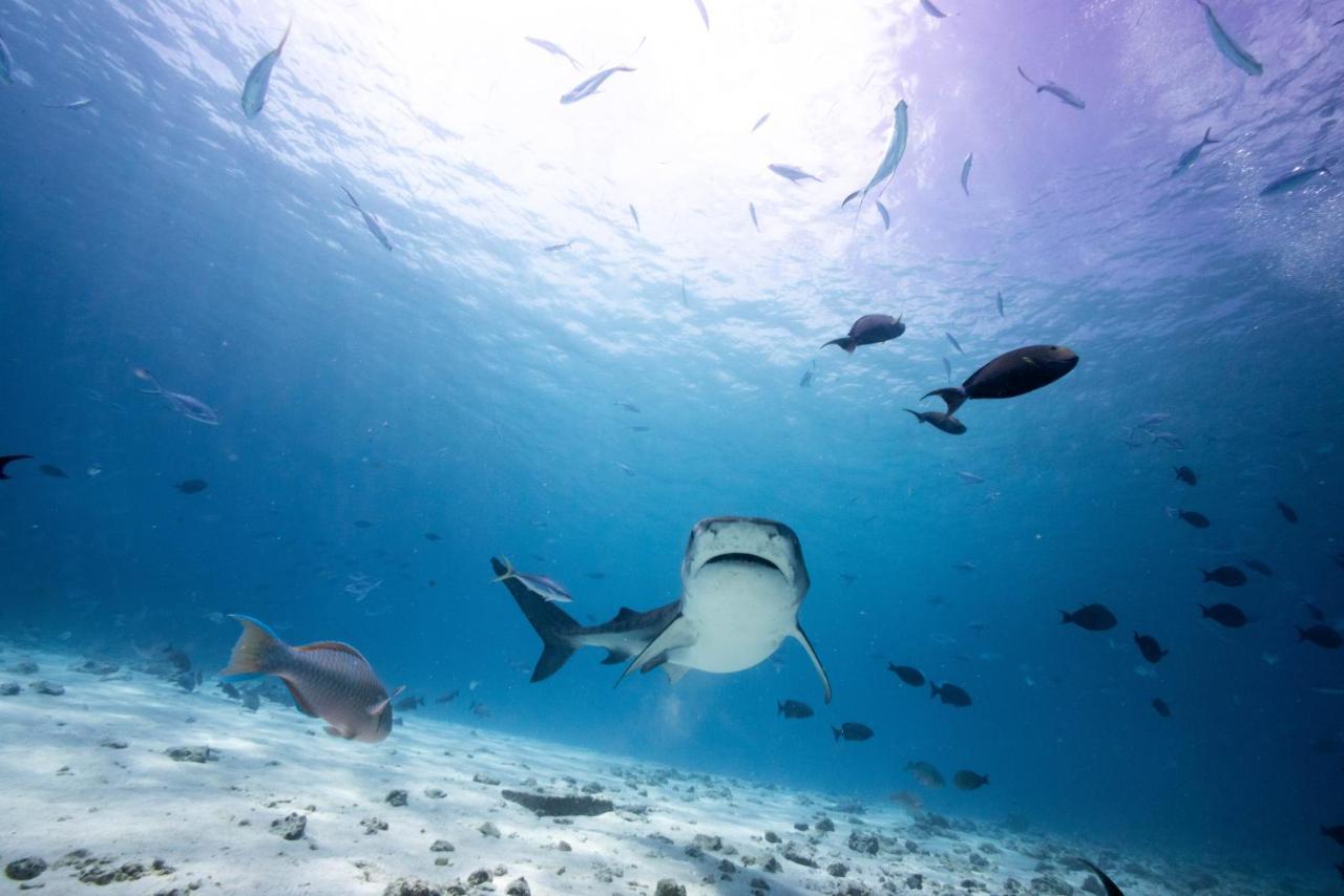 Tiger Shark Residence & Dive Fuvahmulah Екстер'єр фото