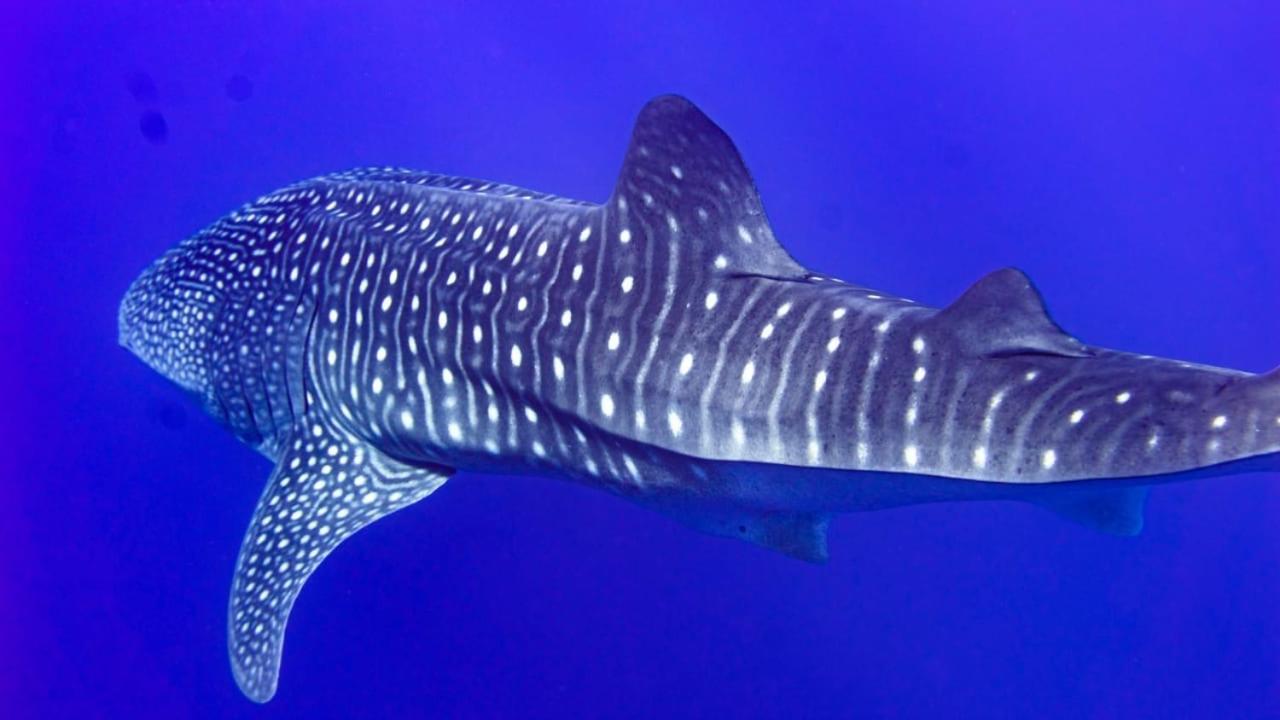 Tiger Shark Residence & Dive Fuvahmulah Екстер'єр фото