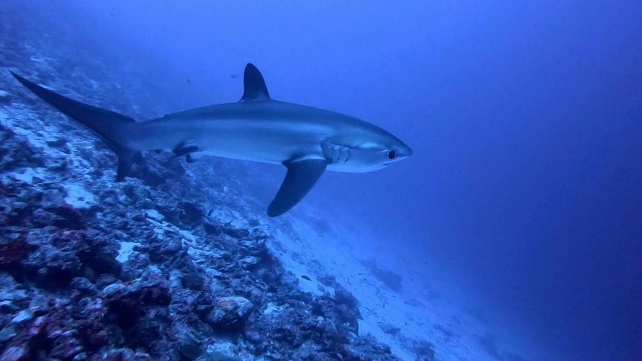 Tiger Shark Residence & Dive Fuvahmulah Екстер'єр фото