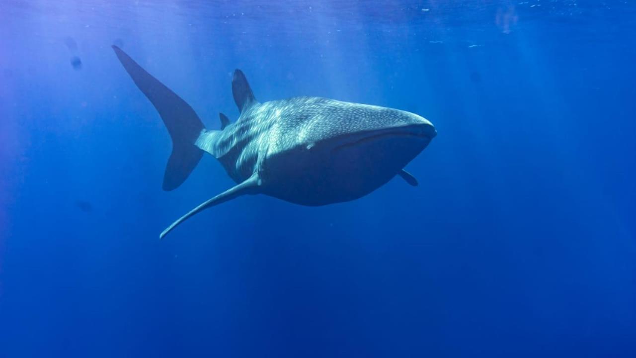 Tiger Shark Residence & Dive Fuvahmulah Екстер'єр фото
