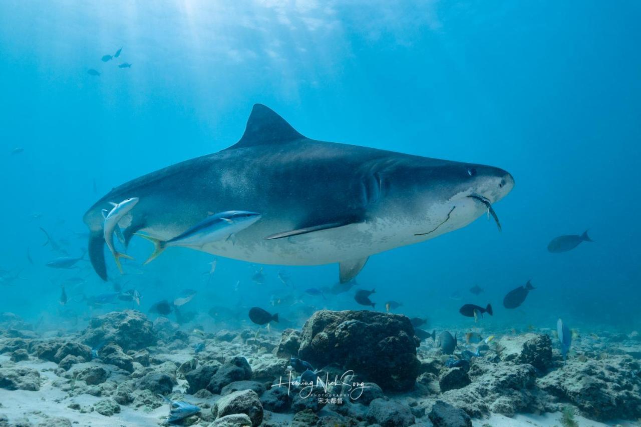 Tiger Shark Residence & Dive Fuvahmulah Екстер'єр фото
